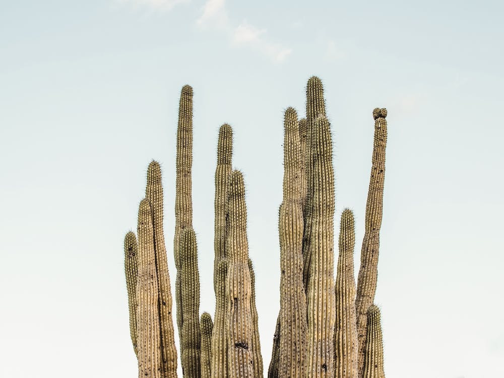 Cactus Sky