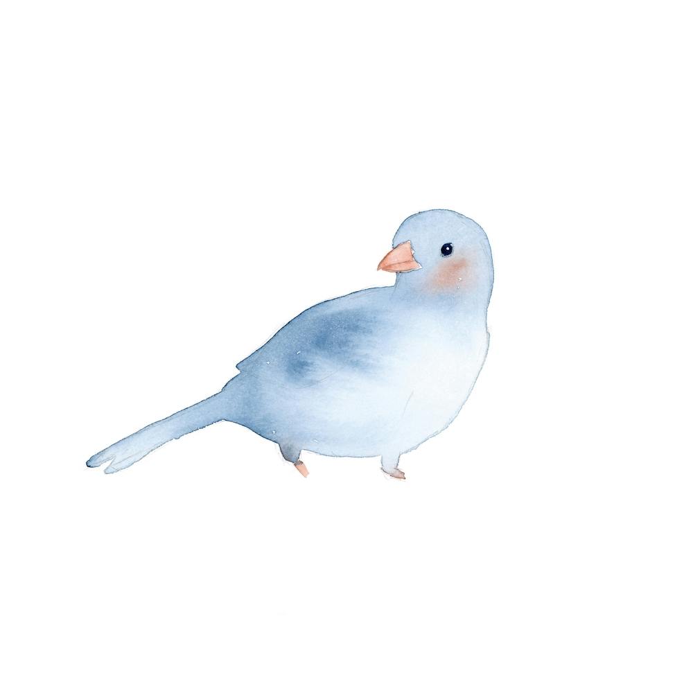 Blushing Bird Blue Square