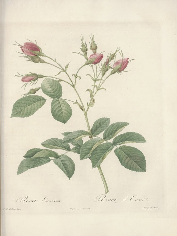 Rose Illustration, Pierre Joseph Redoute (76)