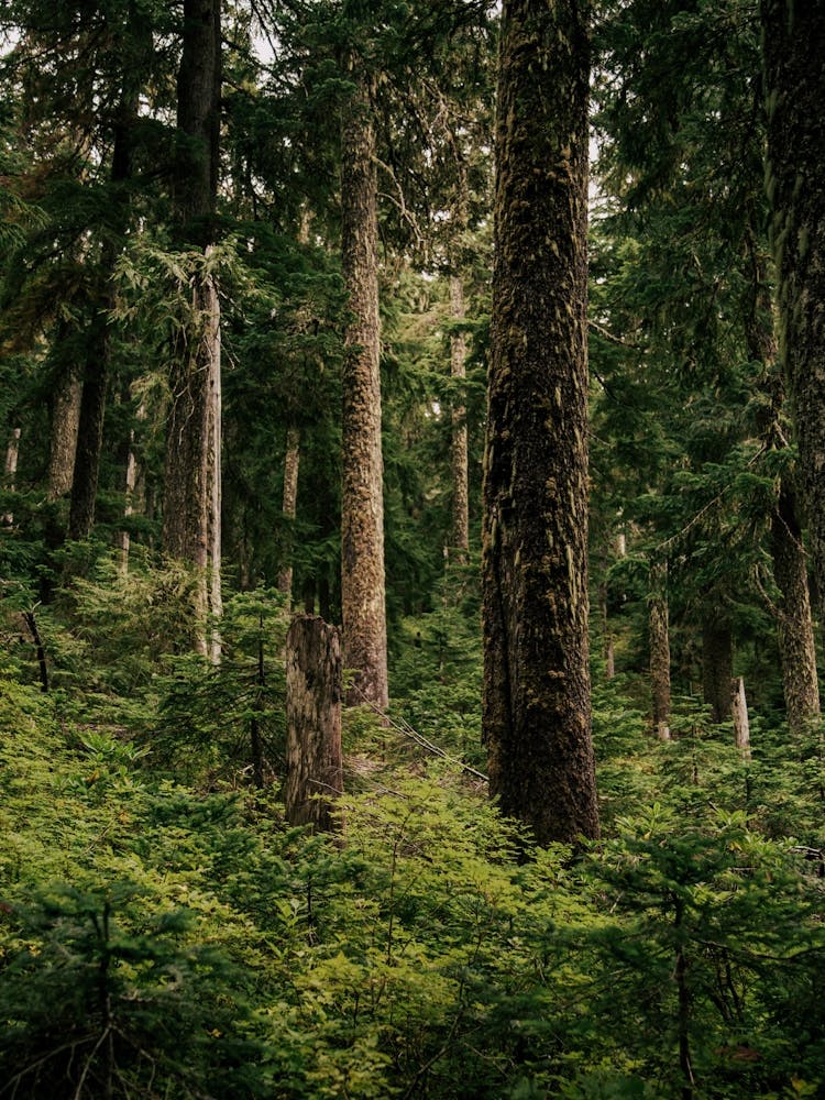 Green Forest