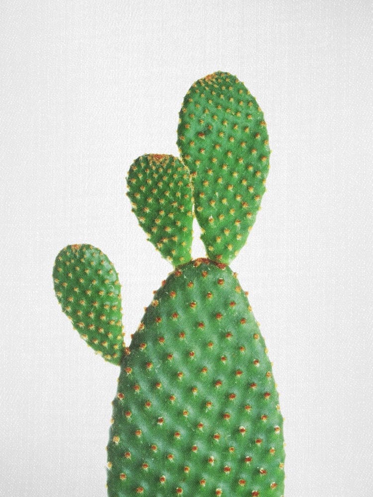 Cactus 1