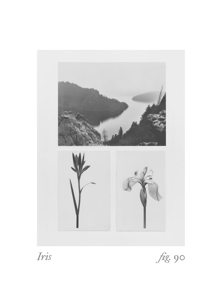 Iris Botanical Collage 4