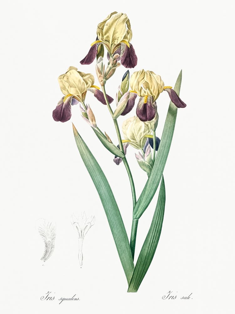 Elder Scented Iris Illustration, Pierre Joseph Redoute