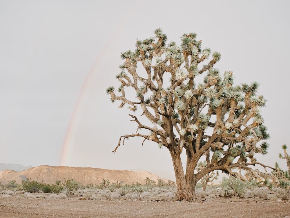 Joshua Tree Arc-en-ciel