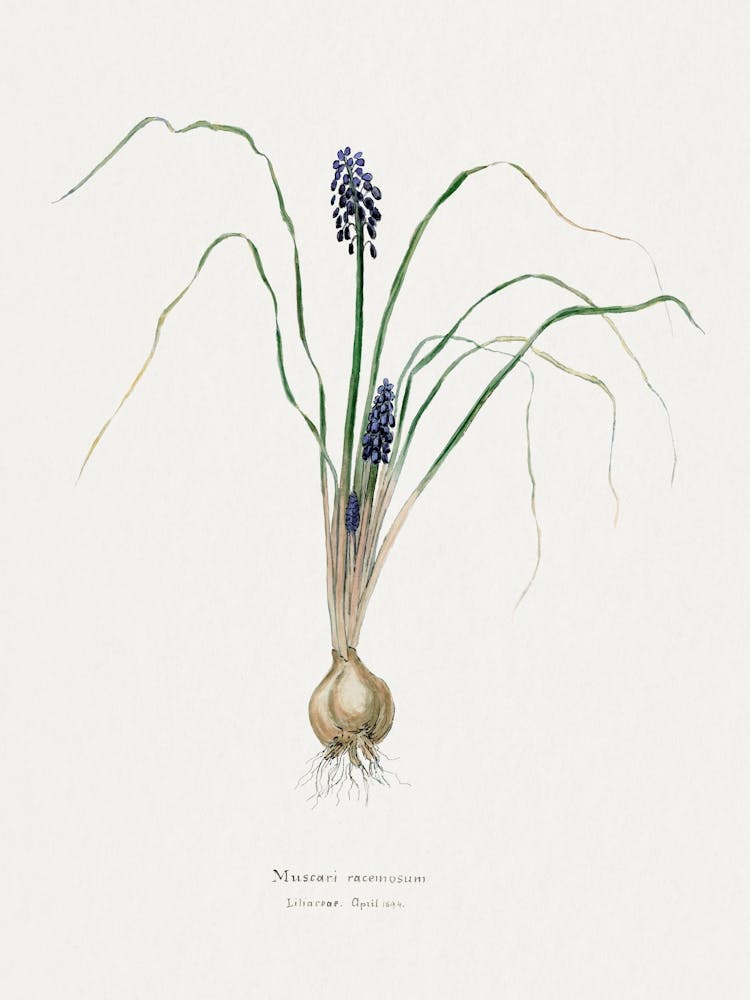 Hyacinth, Familie Der Cacteen