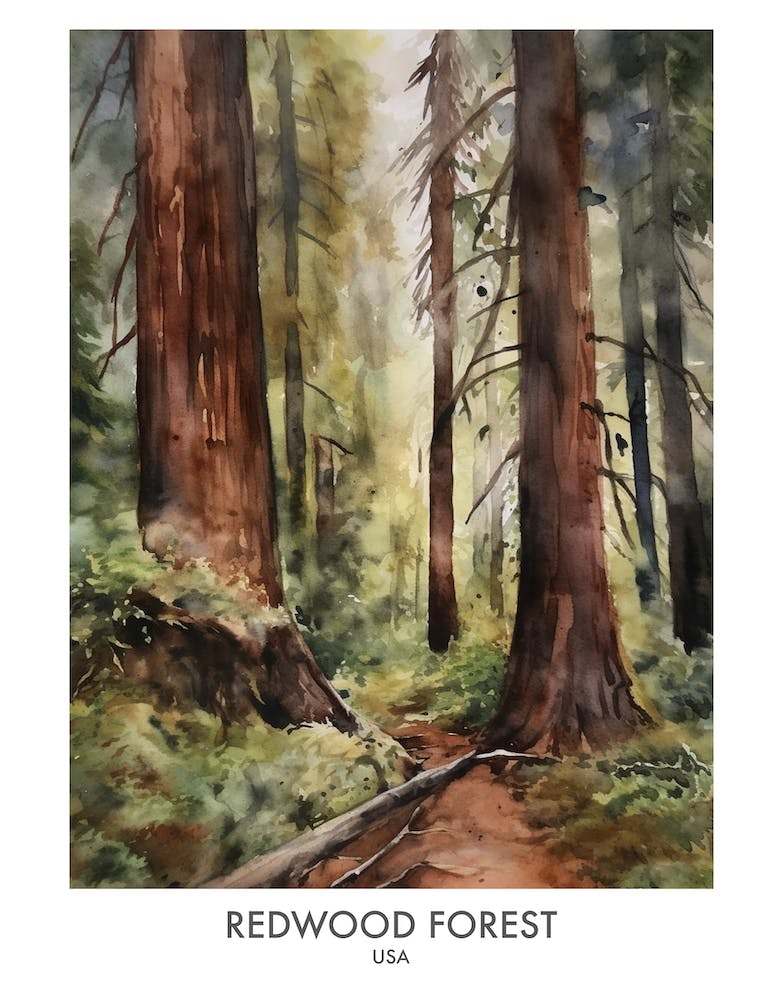 Forêt de séquoias 1 Affiche de voyage aquarelle
