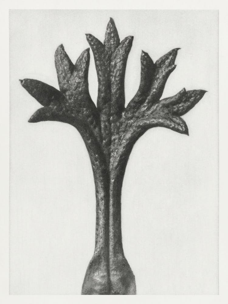 Willkomm S Saxifrage (1928), Karl Blossfeldt 1
