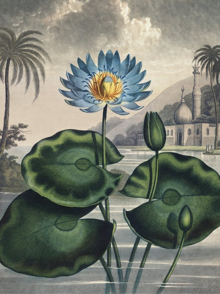 Vintage Thornton 5 Water Lily