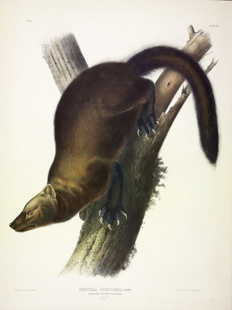 Fisher, John James Audubon