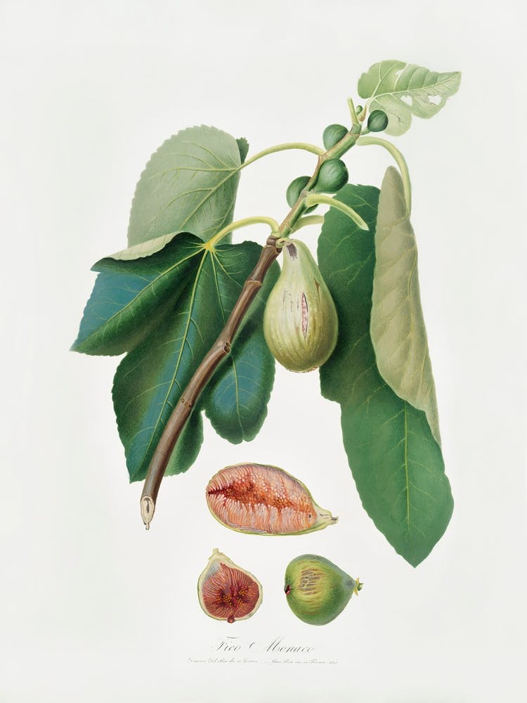 Monaco-Feige (Fico Della Lunigiana) Aus Pomona Italiana (1817-1839), Giorgio Gallesio