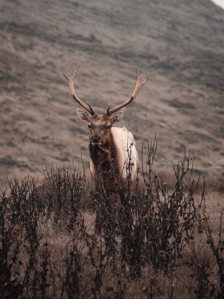 Elk In The Brush