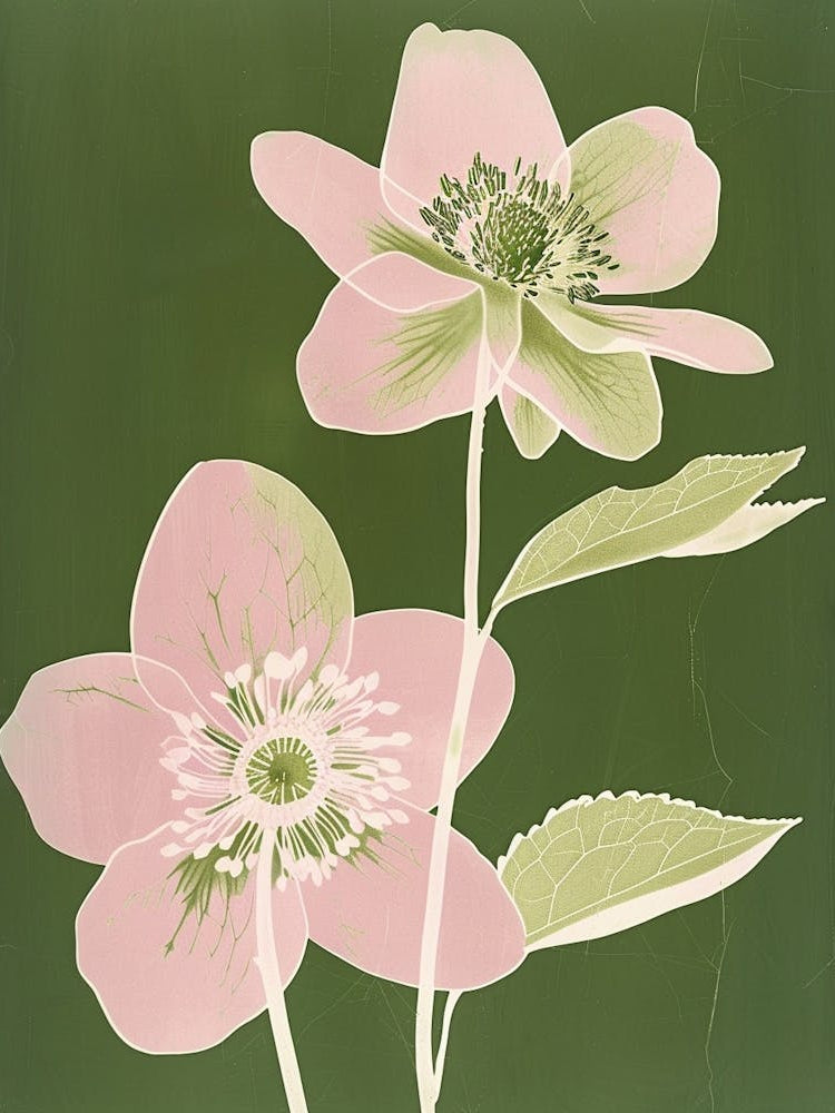Pink & Green Hellebore 3