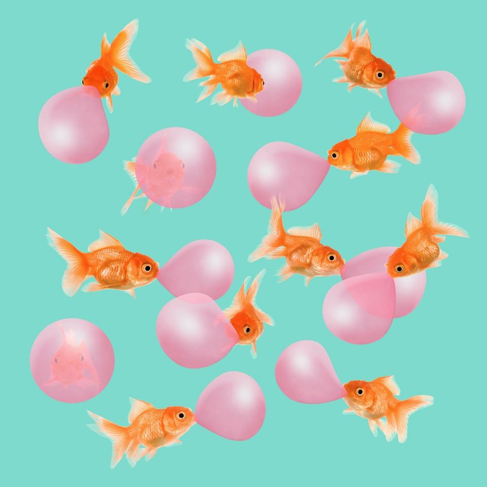 Bubblegum Goldfish