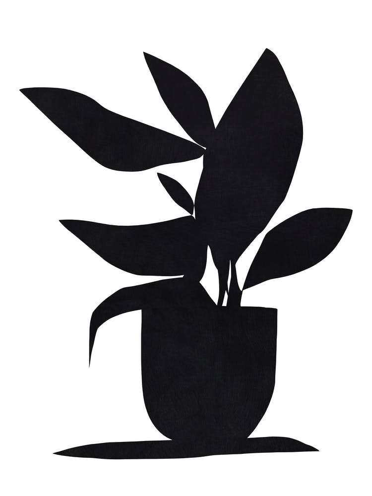 Noir Plant