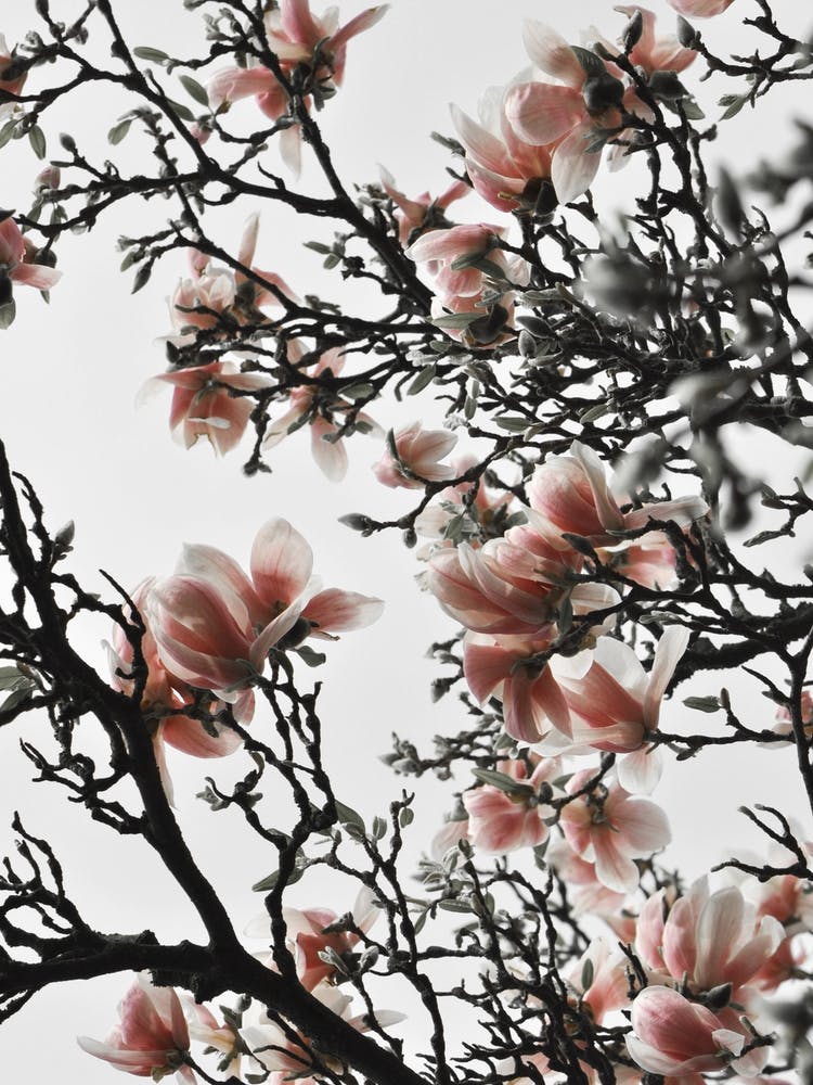 Schöne Rosafarbene Magnolie