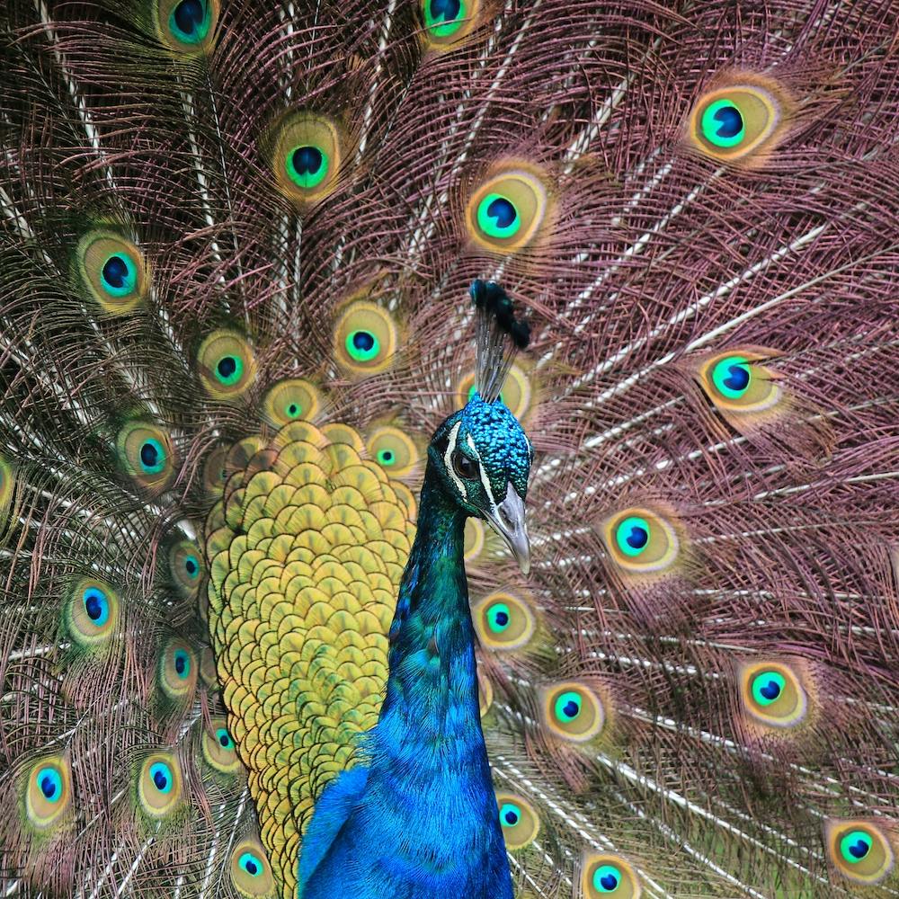 Stolz wie ein lila Pfau