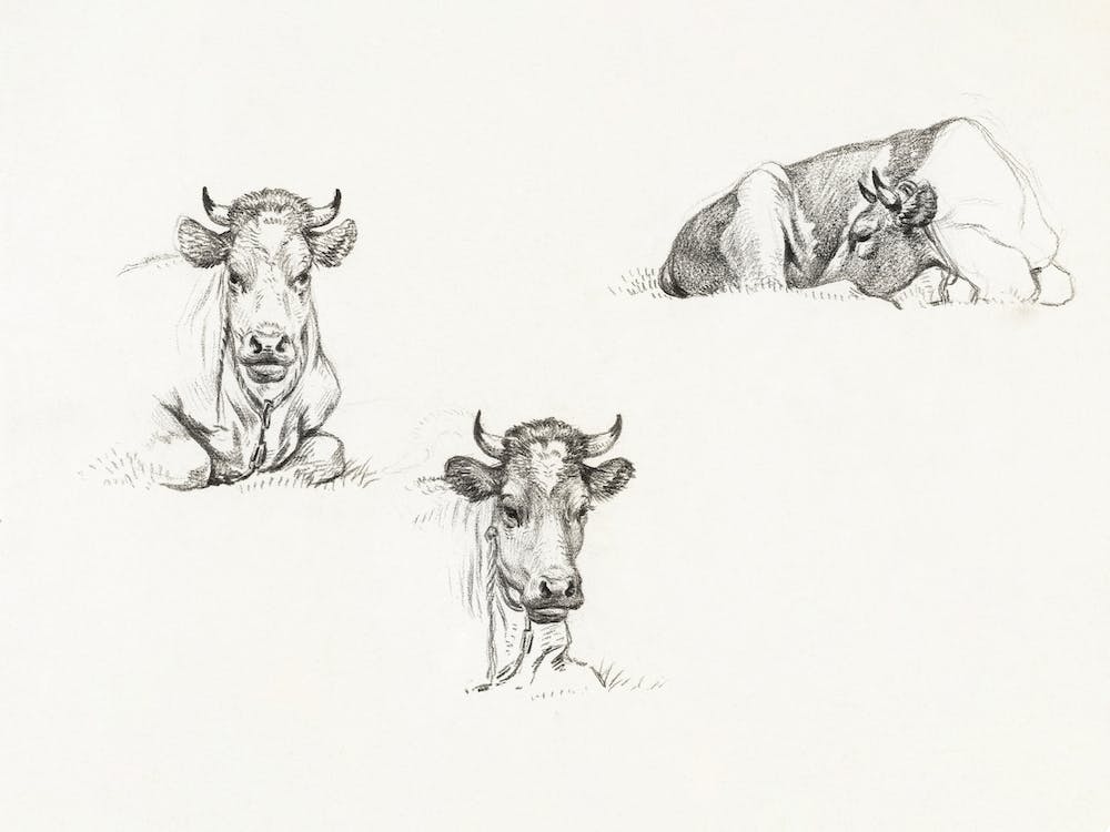 Grazing Bull In A Pasture, Jean Bernard