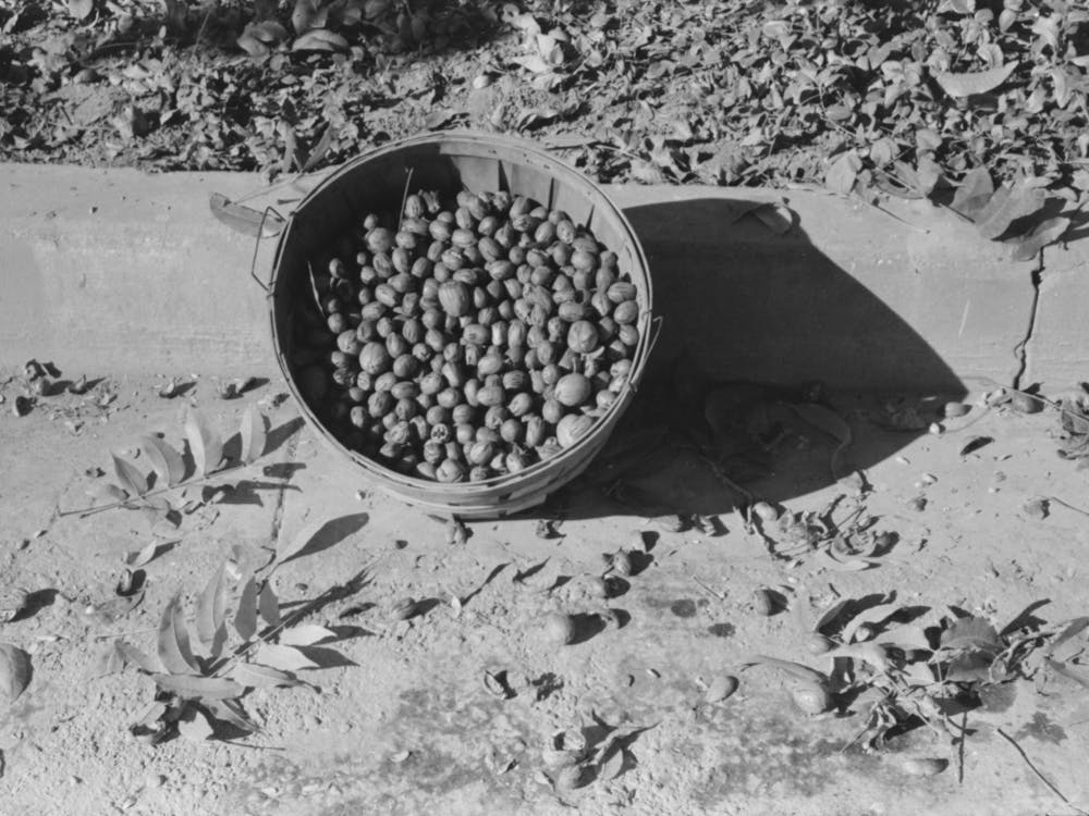Basketfull Of Pecans, San Angelo, Texas By Russell Lee