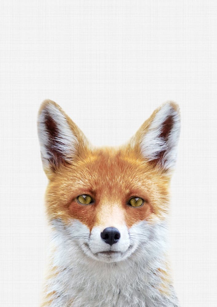 Fox II