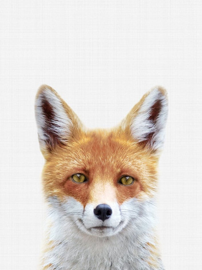 Fox II