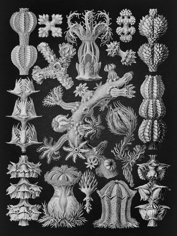 Vintage Haeckel 13 Tafel 39 Rindenkorallen