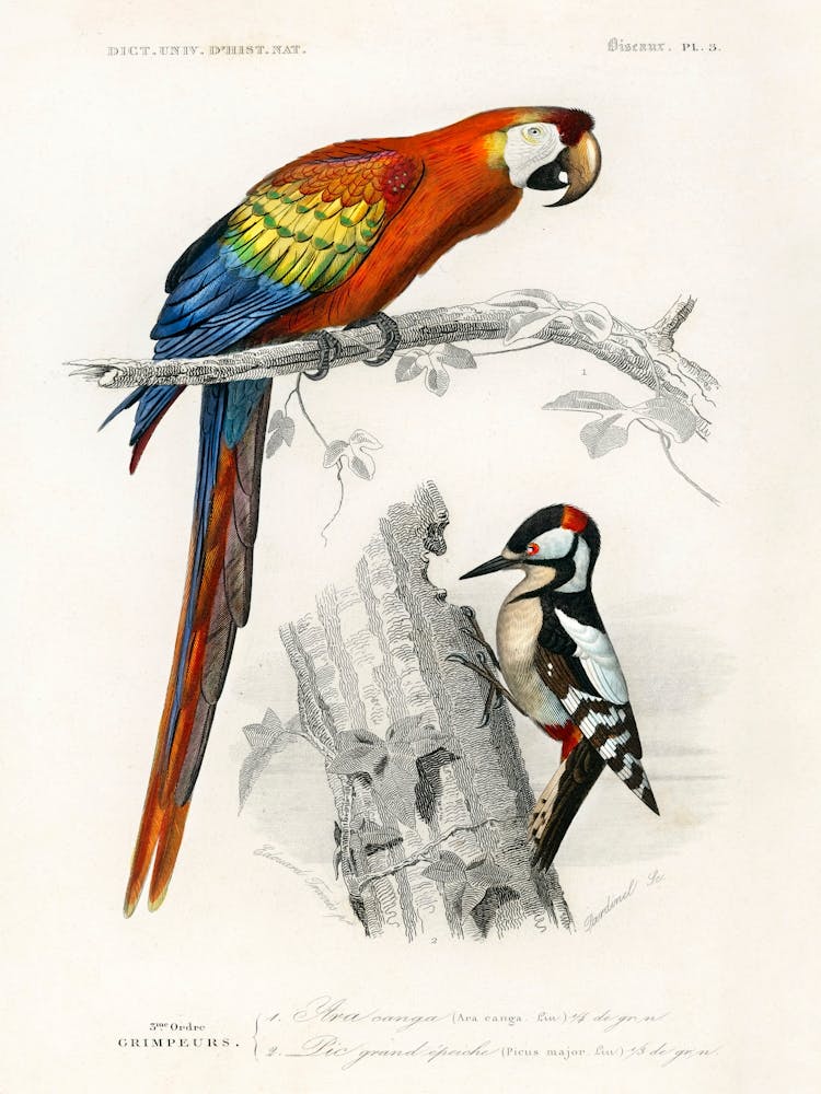 Different Types Of Birds, Charles Dessalines D'Orbigny 1