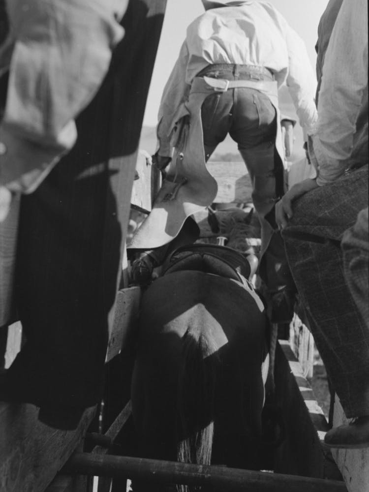 Contestant Mounting Bucking Bronc, Bean Day Rodeo, Wagon Mound, New Mexico By Russell Lee