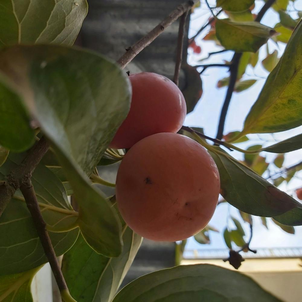 Two Plums On A Tree
