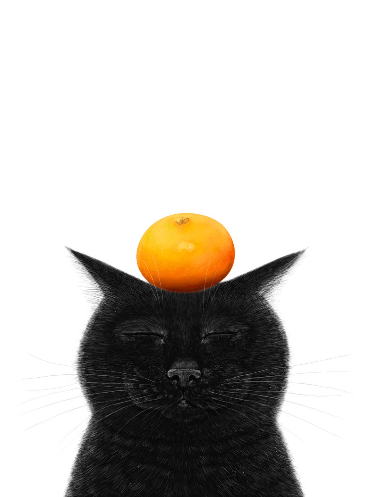 Black Cat With Tangerine