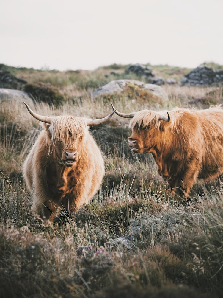 Highland Cow Scenery