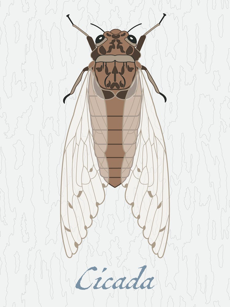 Cicada Bug Insect Australia Beetle 9