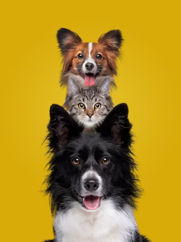 Three Dogs And A Cat