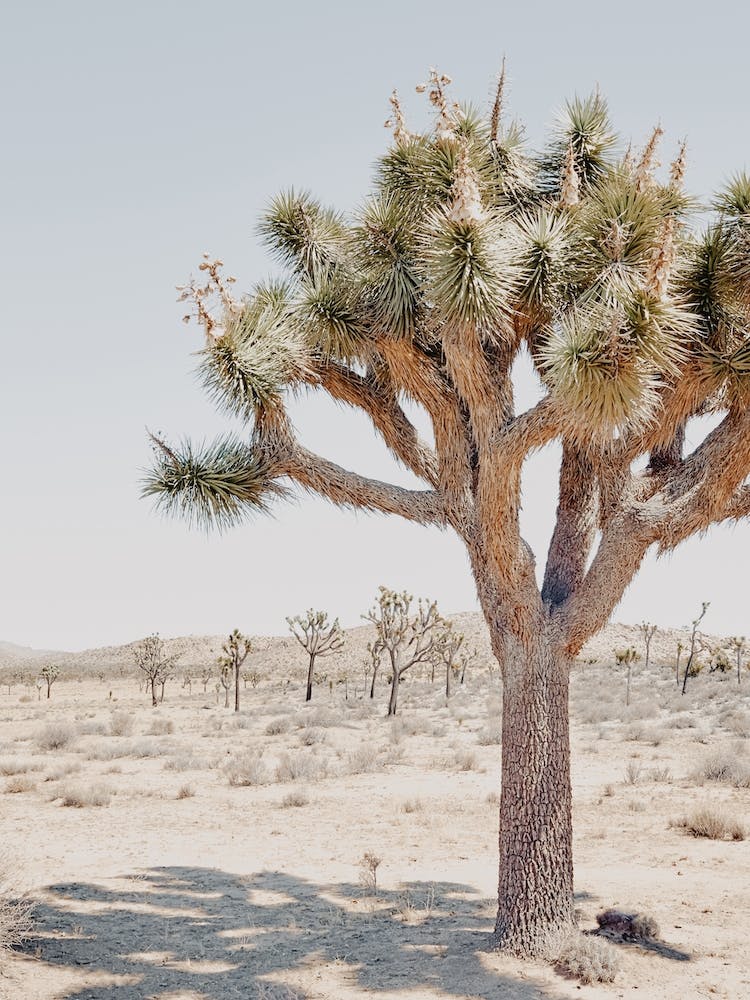 Joshua Tree