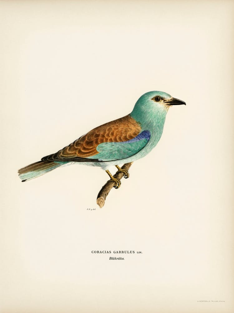 European Roller, The Von Wright Brothers 1