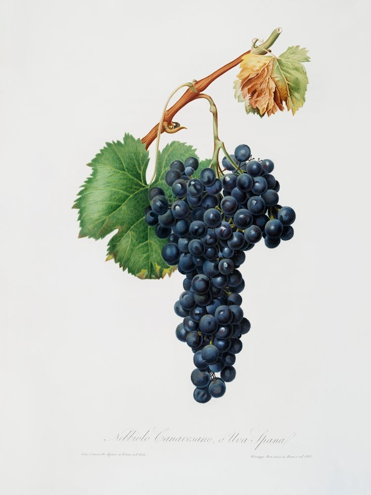 Grape Spanna (Vitis Vinifera Pedemontana) From Pomona Italiana (1817 1839), Giorgio Gallesio