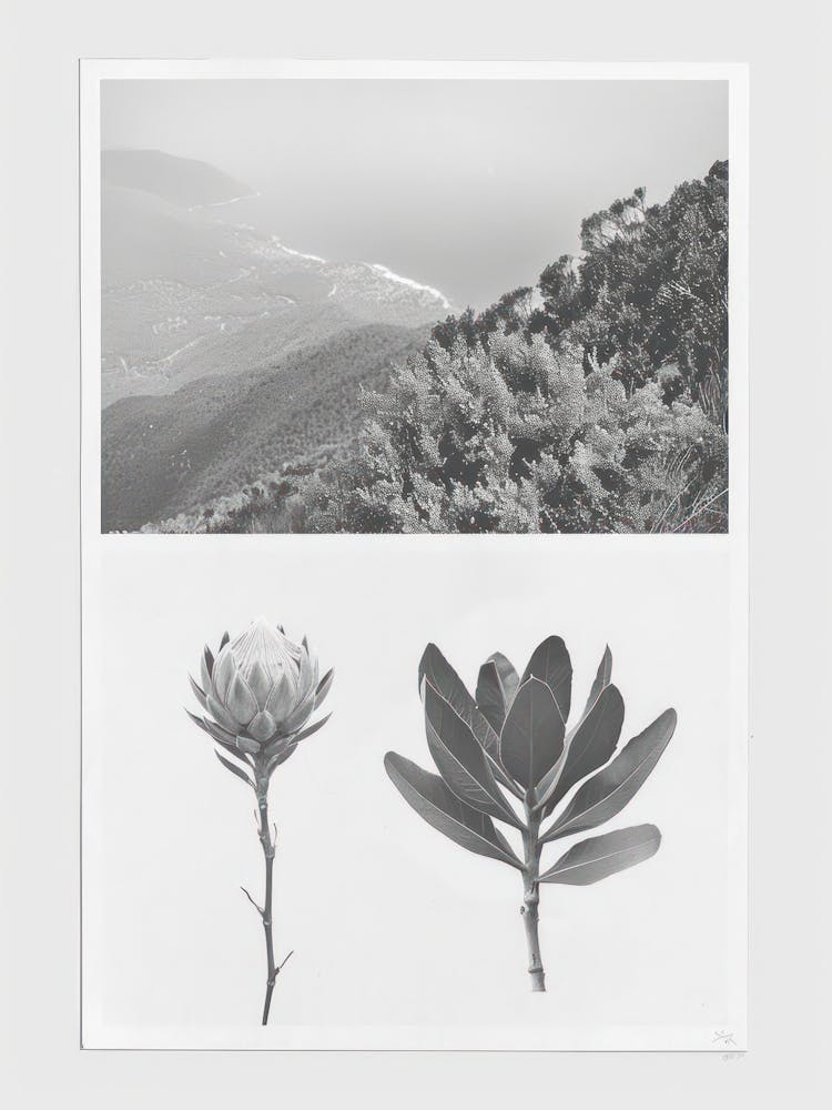 Protea Flower Photo Collage 1