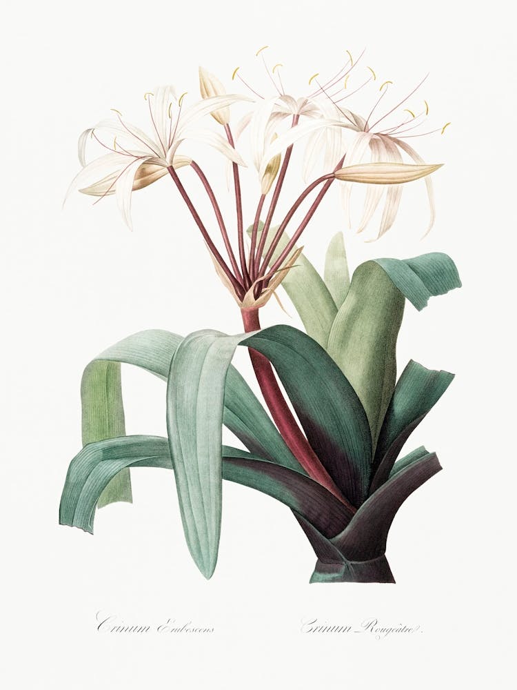 Crinum Erubescens, Pierre Joseph Redoute