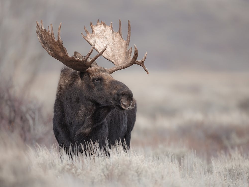 Moose In Field