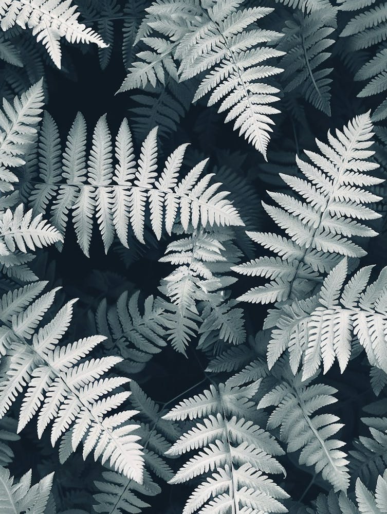 Pattern Poster Silver Lace Fern 2