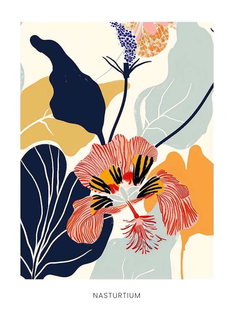 Colourful Flower Illustration Poster Nasturtium 3