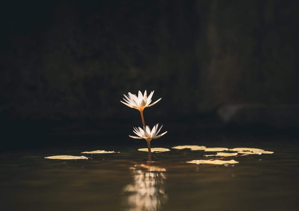 Flower 3