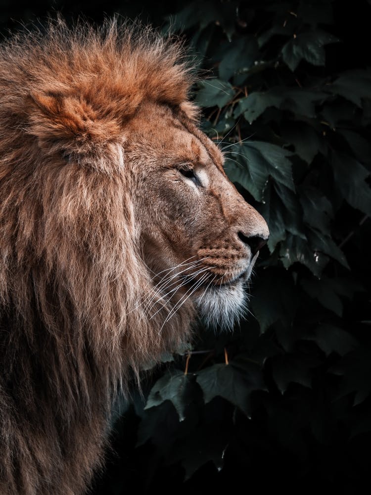 Pose de lion