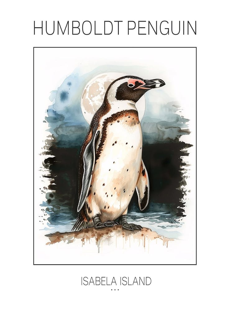 Humboldt Penguin Isabela Island Watercolour Painting 4 Poster