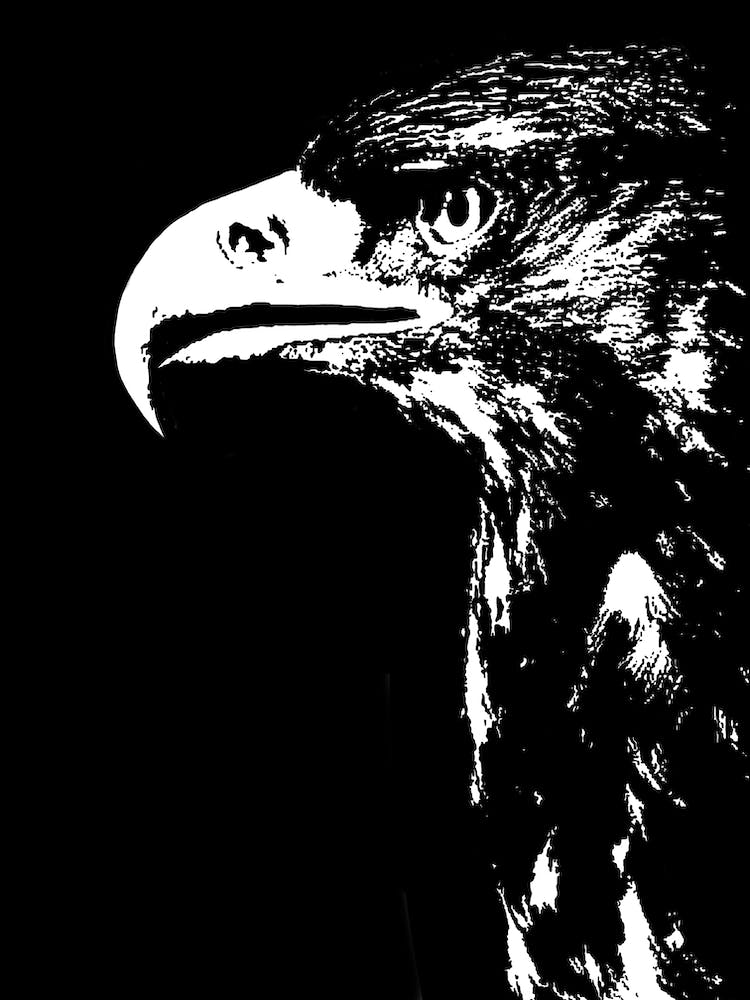 Golden Eagle Black and White Portrait