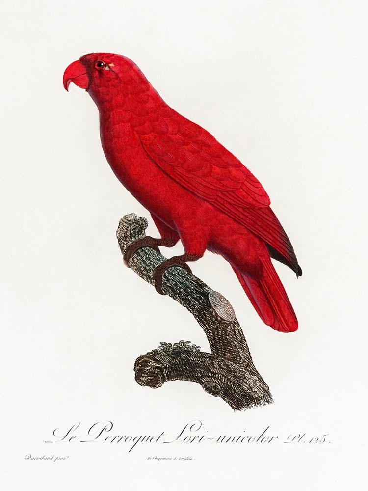 The Cardinal Lory From Natural History Of Parrots, Francois Levaillant