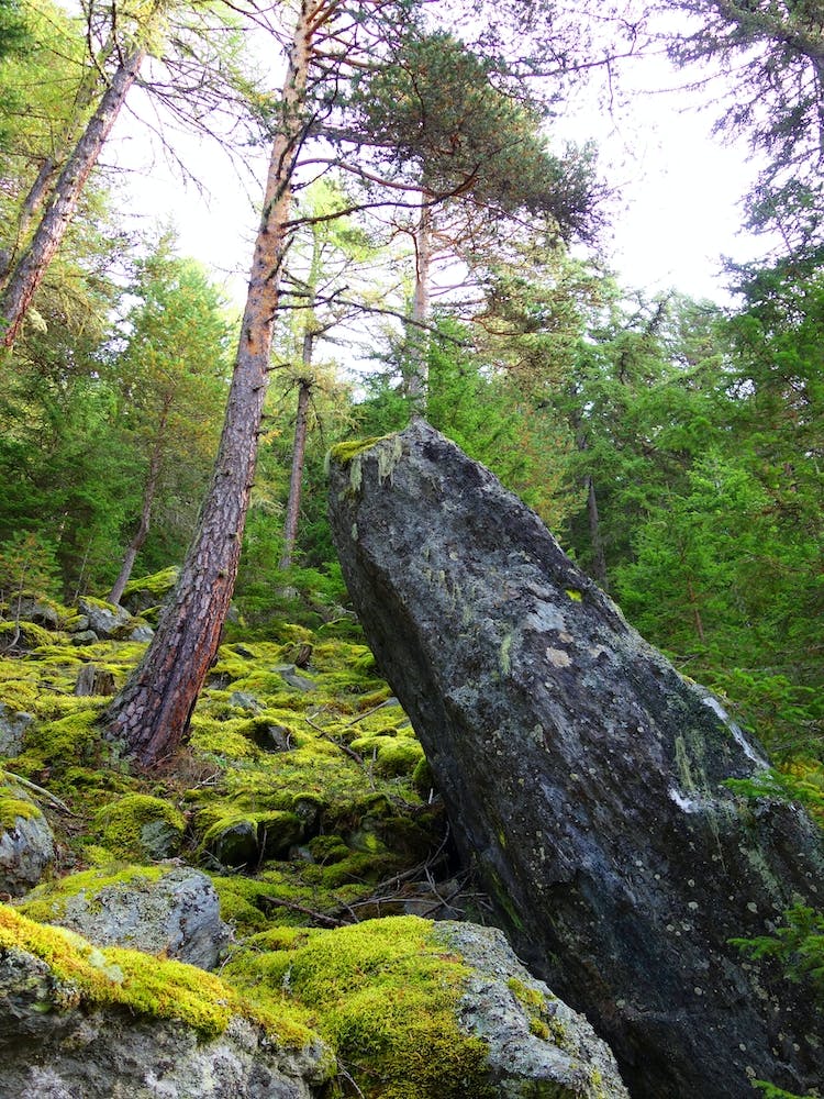 Moss Covered Rocks In The Forest 1