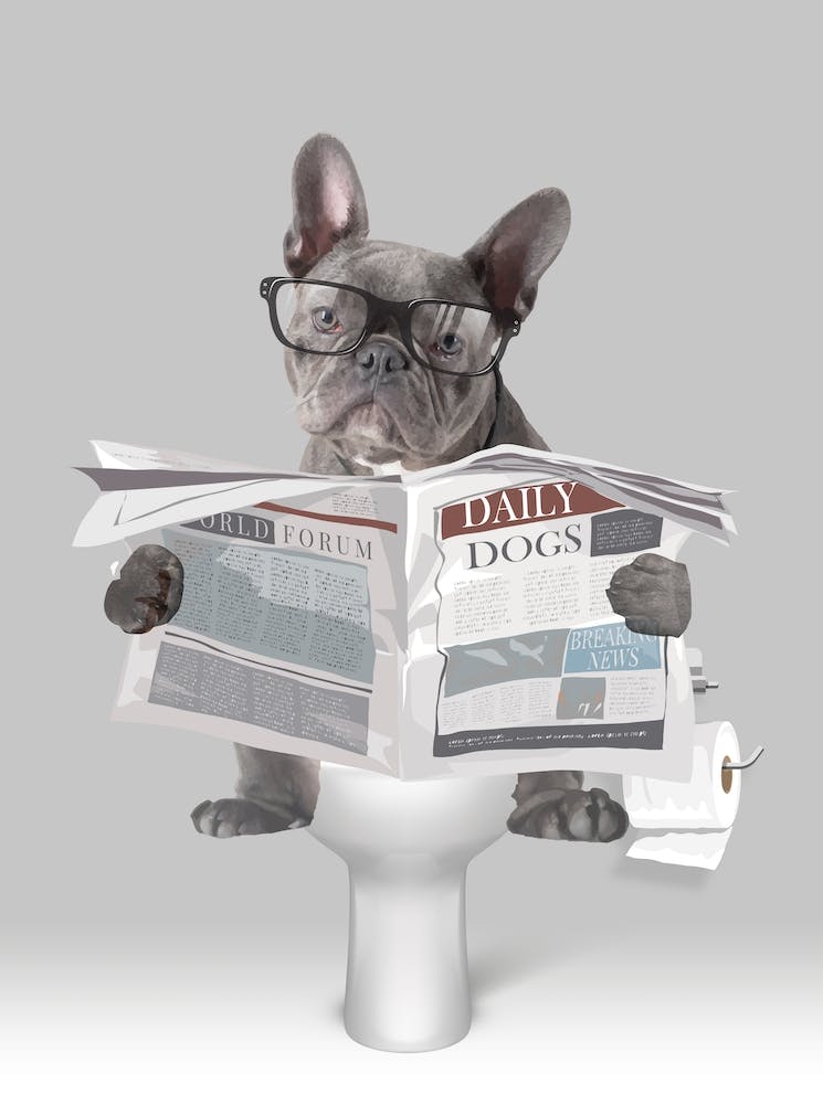 French Bulldog On The Toilet