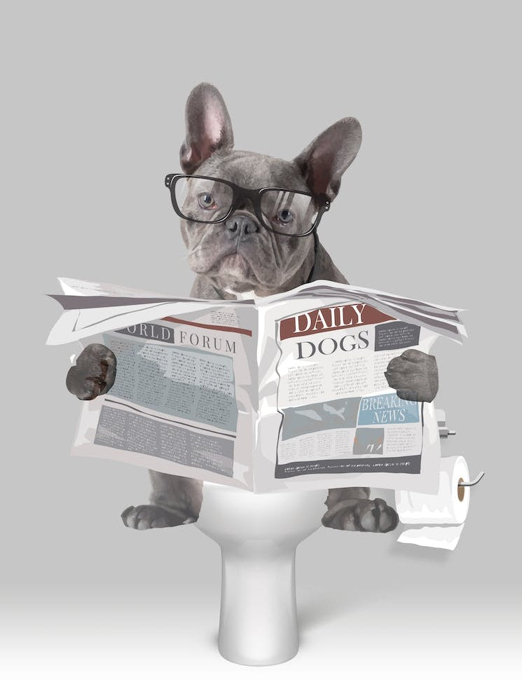 French Bulldog On The Toilet