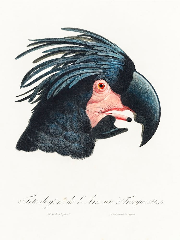 Der Große Schwarze Kakadu, (Probosciger Aterrimus) Aus Natural History Of Parrots, Francois Levaillant