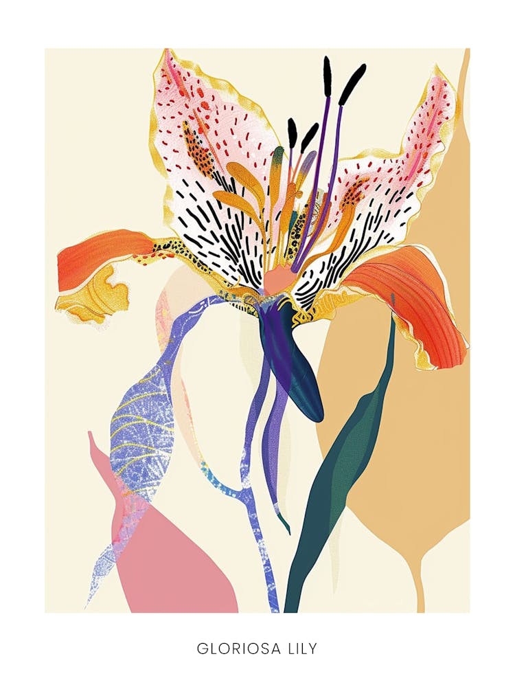Colourful Flower Illustration Poster Gloriosa Lily 4